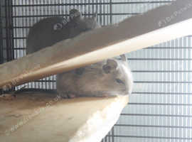 Degu near hot sale me