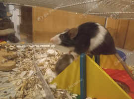Fancy Mice