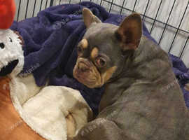 French bull dog