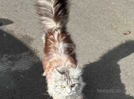 Maine coon girl for sale