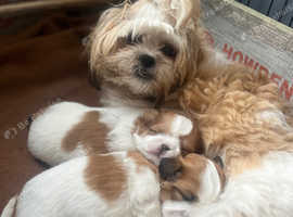 2 Stunning Malshiapso puppies