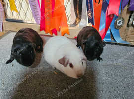 Guinea pig boys £25 each