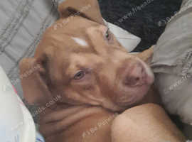 American bully