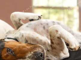 Hound for sale