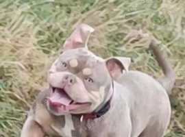 Abkc micro pocket bully