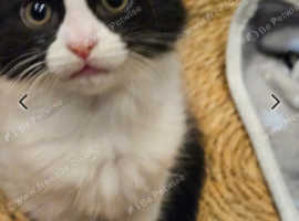 Burmese/ ragdoll male and female for sale