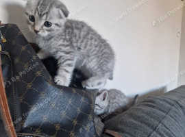 Gorgeous Scottish Fold Kittens