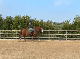 13.2 NF pony