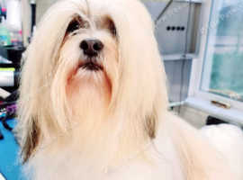 Kc registered lhasa apso male adult