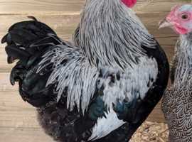Outstanding SILVER PENCILED WYANDOTTE BANTAM TRIO
