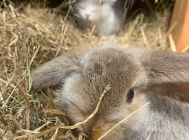 mini lop bunnies