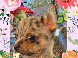 Merle chihuahuas