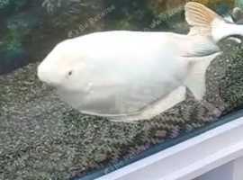 Gaint Gourami