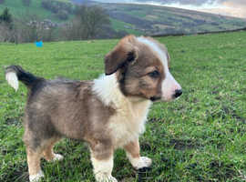 Welsh Collie Pups Now Ready