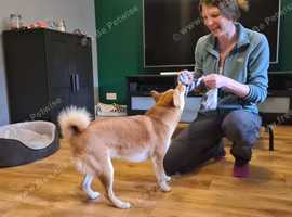 Dog Training Classes in Tamworth - Train With Chelsie