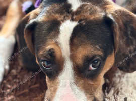 Beautiful beagle cross