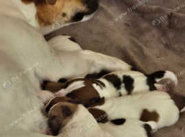 Beautiful jack russell boy