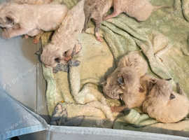 9 Ragdoll kittens for sale