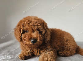 Toy cavapoochon now sold