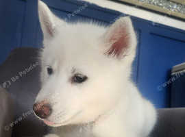 Japanese Akitta X husky  puppy