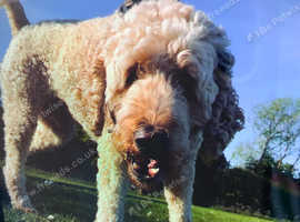 Lovely Ozzy
