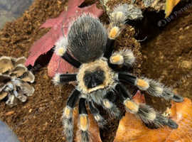Sub Adult/Adult Mexican Red Knee with Set Up at Birmingham Reptiles