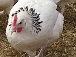 Point of lay chickens