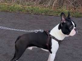 handsome black and white proven boston terrier for stud