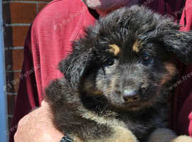 7 Big bone straight back German Sheperd Puppies for sale