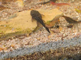 Young Bristlenose plecs for sale