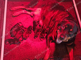 Rottweiler male pups left for sale