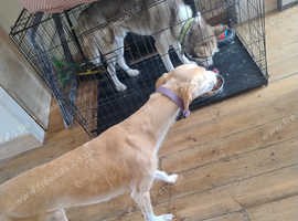 Female dog