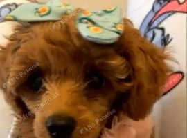 Miniature toy poodle