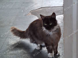 Roxy