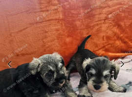 Miniature Schnauzer Puppies