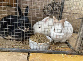 3 Bonded Rabbits in Maidstone ME16 on Freeads Classifieds - Mixed Breed ...