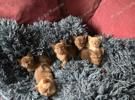Six adorable pure Burmese pedigree fluffballs are seeking a place to call their own