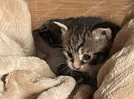 Russian blue X kittens NOW ALL GONE !!