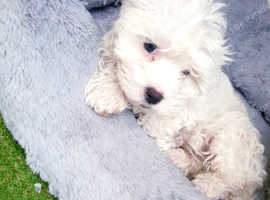 Bichon frise hot sale breeders lanarkshire