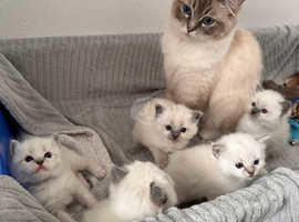 Cutest Fluffiest Pedigree Ragdoll Kittens