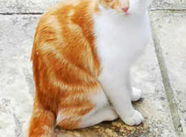 Ginger and white female cat missing, Twigworth Gloucester