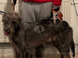 Bedlington whippet greyhound dog