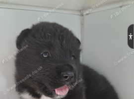 Female Japanese Akita Puppies