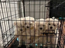 Done deal hot sale maltese