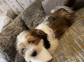 Small mixed breed puppies for sale near hot sale me