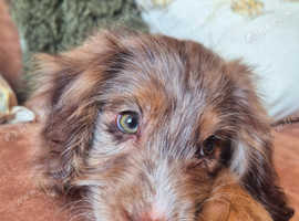 Red merle male cockapoo