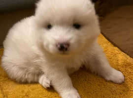 Beautiful KC registered Samoyed puppy