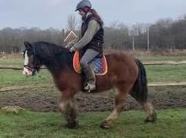 13h cob mare for loan
