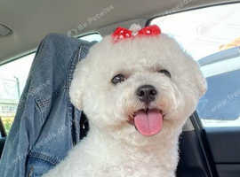 Bichon Frise