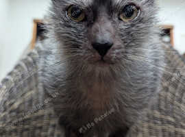 NOW RESERVED Adorable Rare Lykoi Werewolf Kitten Girl
